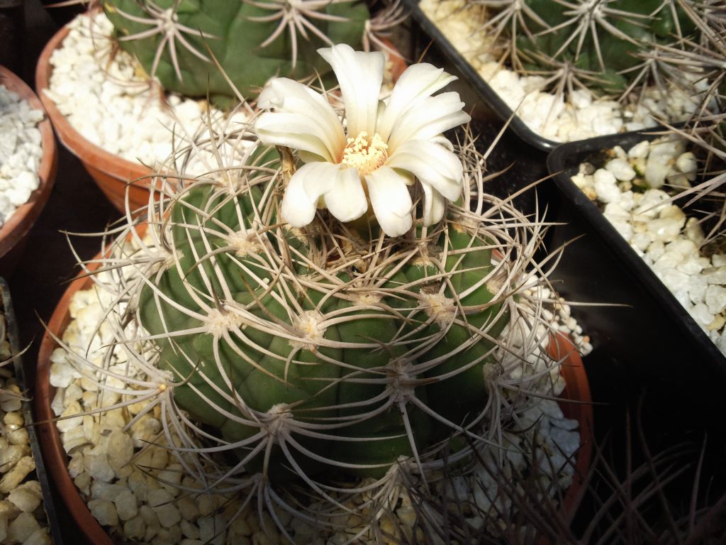 Gymnocalycium castellanosii